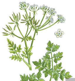 The best herbs have to be grown from seeds, sometimes started in heated greenhouses | Gardening Life | Scoop.it