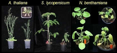 Verticillium research at the Laboratory of Phytopathology, Wageningen University | Plants and Microbes | Scoop.it