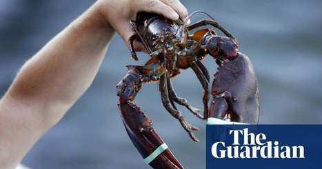 Trump’s trade war with China creates unexpected winner: Canada's lobster industry | World news | The Guardian | International Economics: IB Economics | Scoop.it