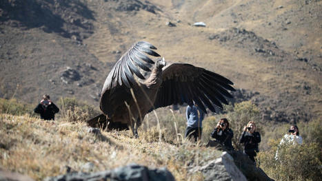 A look inside the monumental effort to save the Andean condor | Galapagos | Scoop.it