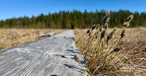 Retkeily-yhteis&ouml; haluaisi muistaa tubettaja Ali Leini&ouml;t&auml; &ndash; Mets&auml;hallitus: &rdquo;Toivomme ettei muistoesineit&auml; vied&auml; luontoon&rdquo; | Pirkanmaa | Yle | 1Uutiset - Lukemisen t&auml;hden | Scoop.it