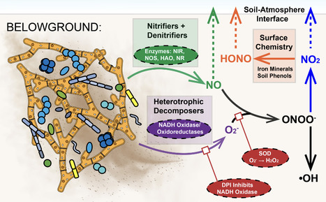 Microbial superoxide production drives biogenic nitrogen dioxide formation in soils | Nature Communications | RMH | Scoop.it