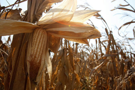 Nouvelle baisse de l’indice FAO des prix des produits alimentaires en janvier, essentiellement sous l’effet d’un recul des prix du blé et du maïs | CIHEAM Press Review | Scoop.it
