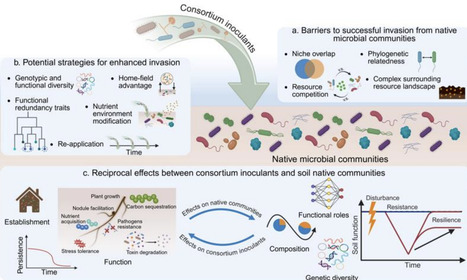 Roles of microbial interactions in determining the establishment and function of synthetic consortium inoculants for soil applications | isme | RMH | Scoop.it