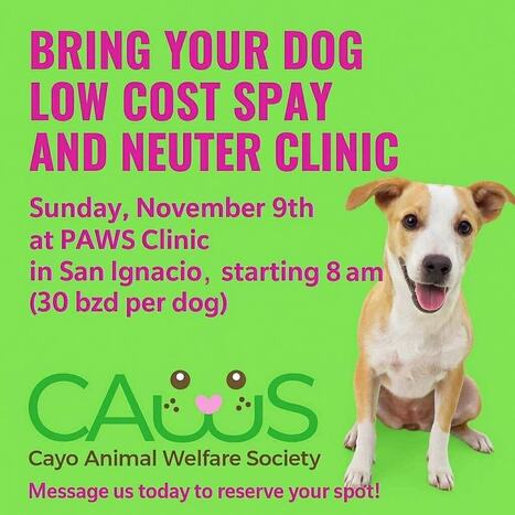 CAWS Clinic 9-Nov-25 | Cayo Scoop!  The Ecology of Cayo Culture | Scoop.it