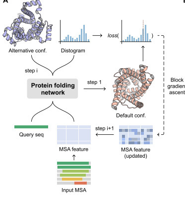 SteerAF: Distogram-based Steering of AlphaFold2 toward Alternative Conformations | brvai | RMH | Scoop.it