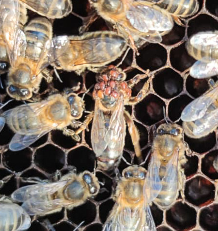 Le pou de l’abeille Braula coeca, une drosophile aveugle qui éclaire l’origine de la socialité | Life Sciences Université Paris-Saclay | Scoop.it