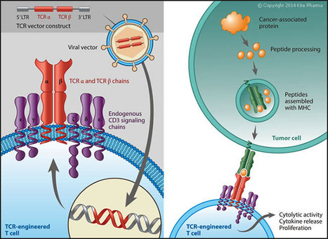 Cancer immunotherapy using a potent immunodominant CTL epitope | Immunology and Biotherapies | Scoop.it
