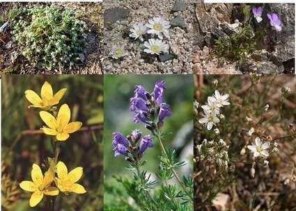 INPN - Actualité - Mise en ligne du lot de données de référence des taxons du Livre rouge de la flore menacée de France (tomes I et II) | Biodiversité | Scoop.it