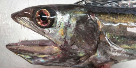 Oregon is being invaded by huge bug-eyed fanged fish &mdash; and no one knows why - RawStory.com | Operation Deimos | Scoop.it