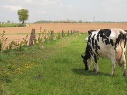 Un revenu négatif pour la moitié des éleveurs spécialisés | Lait de Normandie... et d'ailleurs | Scoop.it
