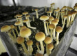 Hurricane Irene Could Sprout Bumper Crop Of Magic Mushrooms | No Such Thing As The News | Scoop.it