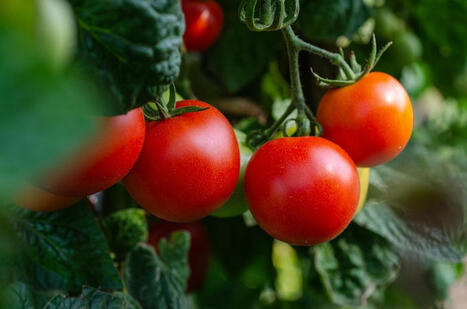 EGYPTE : Le groupe agroalimentaire américain Kraft Heinz spécialisé dans la production de concentrés de tomates | CIHEAM Press Review | Scoop.it
