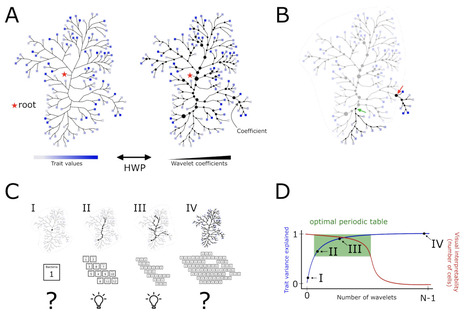 A periodic table of bacteria?: Mapping bacterial diversity in trait space | Brveco | RMH | Scoop.it