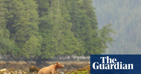 Shooting of bear that swam to Canadian island frustrates First Nations | Indigenous Stories and Education | Scoop.it