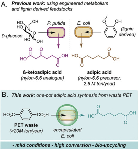 Microbial Upcycling of Waste PET to Adipic Acid | acs | RMH | Scoop.it