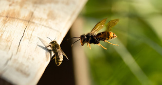 Frelon asiatique envahissant : le plan national de lutte officiellement adopt&eacute; | Environnement - D&eacute;veloppement durable - Climat | Scoop.it