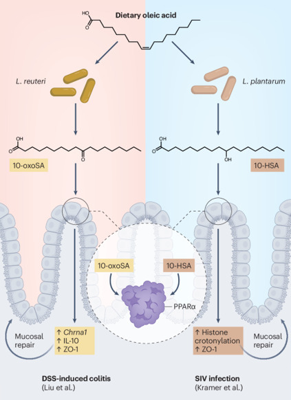 A microbial PPARadigm for gut protection | Nmb | RMH | Scoop.it