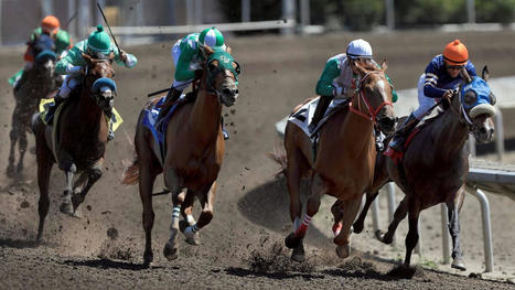 Racehorse dies at the Sonoma County Fair in Santa Rosa | Racing News | Scoop.it