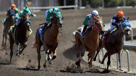 Racehorse dies at the Sonoma County Fair in Santa Rosa | Racing News | Scoop.it
