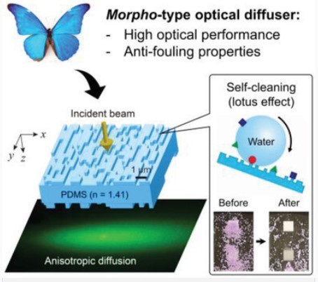 Développement d'un diffuseur optique anti-encrassement haute performance inspiré de la nanostructure des ailes du papillon Morpho : Yamashita - Advanced Optical Materials | EntomoNews | Scoop.it