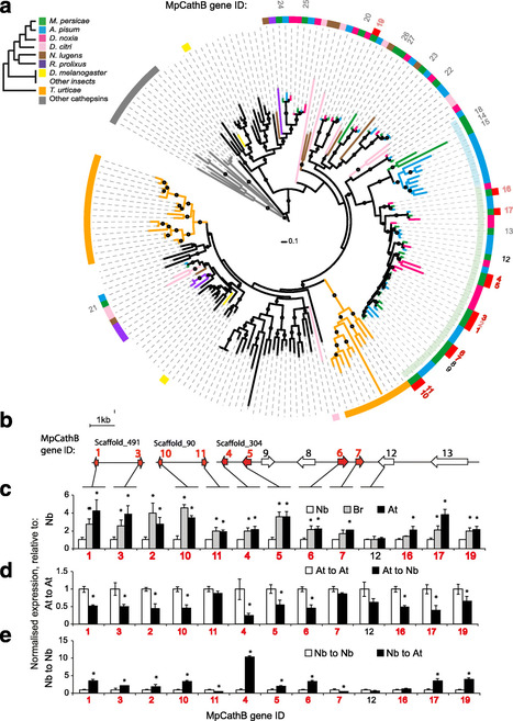 Genome Biology: Rapid transcriptional plasticity of duplicated gene clusters enables a clonally reproducing aphid to colonise diverse plant species (2017) | Plant Pathogenomics | Scoop.it