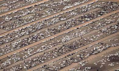 UN urges global move to meat and dairy-free diet | GTAV AC:G Y9 - Biomes and food security | Scoop.it