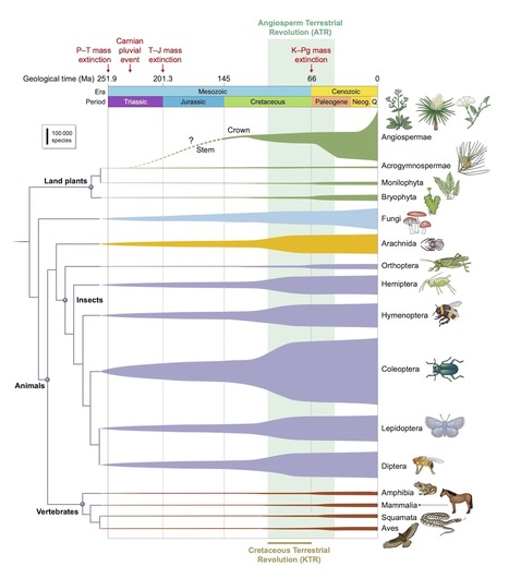 Des chercheurs de l'universit&eacute; de Bristol ont mis en &eacute;vidence l'&eacute;norme impact des plantes &agrave; fleurs sur l'&eacute;volution de la vie sur Terre | EntomoNews | Scoop.it