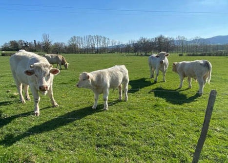 La France adapte sa stratégie sanitaire contre la tuberculose bovine | Elevage et société | Scoop.it