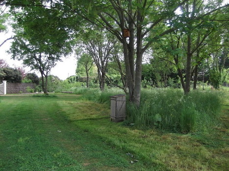 Après la mort, devenir un arbre | Les Colocs du jardin | Scoop.it