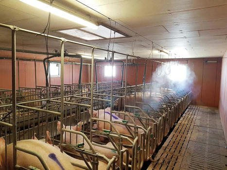 Économiser l’énergie en élevage porcin  | Actualité Bétail | Scoop.it