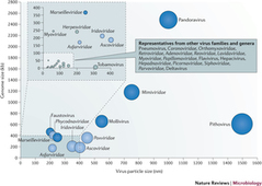 Mimivirus: leading the way in the discovery of giant viruses of amoebae : Nature Reviews Microbiology : Nature Research | Virology News | Scoop.it