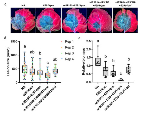 bioRxiv: A conserved small RNA-generating gene cluster undergoes sequence diversification and contributes to plant immunity (2025) | Publications from The Sainsbury Laboratory | Scoop.it