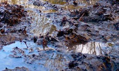 On a day of mud and rain, great tits lurk in the dark with murderous intent | Nature Flash | Scoop.it