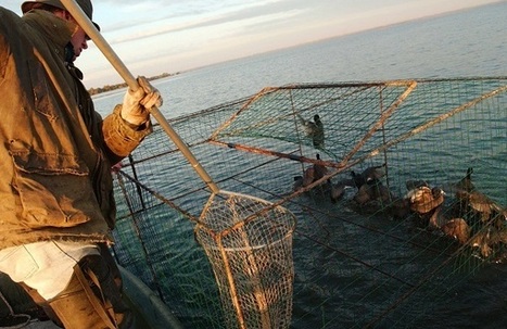 Une agence &ldquo;bio&rdquo; en manque de diversit&eacute; | Biodiversit&eacute; | Scoop.it