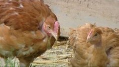 Dollot : un éleveur de volailles organise une manifestation de soutien pour construire un abattoir [Vidéo] | La Gazette des abattoirs | Scoop.it