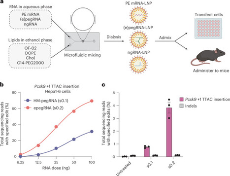 Efficient prime editing in vivo and in vitro using lipid nanoparticles | Nnano | RMH | Scoop.it