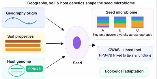 Host genome and bacterial taxa shape the Arabid...