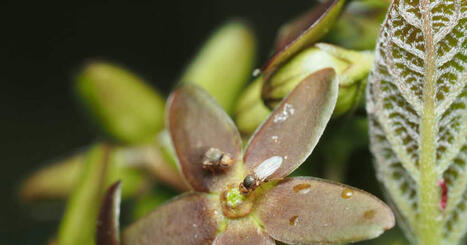 Pourquoi cette fleur se fait-elle passer pour une fourmi mourante? | Biodiversité - @ZEHUB on Twitter | Scoop.it