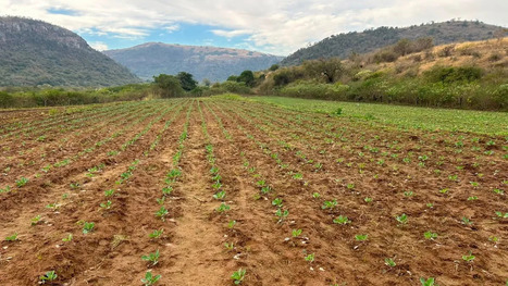 SOUTH AFRICA: One province asks residents to start producing their own food | AFRIQUES | Scoop.it