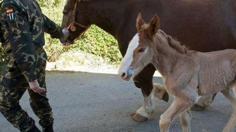 Caballos Pura Raza Espa&ntilde;ola del Ej&eacute;rcito, a subasta | Caballo, Caballos | Scoop.it