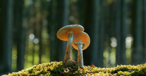 Le réchauffement climatique met en danger la relation symbiotique des arbres avec les champignons | Biodiversité | Scoop.it