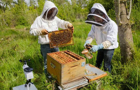 [INP-ENSAT] Econect : Comment des chercheurs enrôlent des abeilles, escargots et mésanges pour détecter les pollutions | InMédias | Scoop.it
