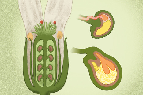 L&rsquo;embryon d&rsquo;une graine de fleur donne le top d&eacute;part de son d&eacute;veloppement | SCIENCES DU VEGETAL | Scoop.it