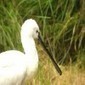 Les oiseaux de Camargue - Formation LPO PACA en mai 2013 | Camargue Nature | Scoop.it