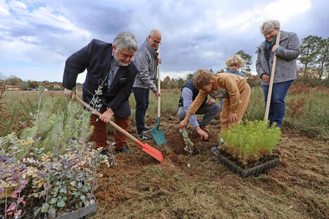 Alliance Forêts Bois et Maïsadour s’allient pour reboiser et entretenir des parcelles forestières dans les Landes | Landes | Scoop.it