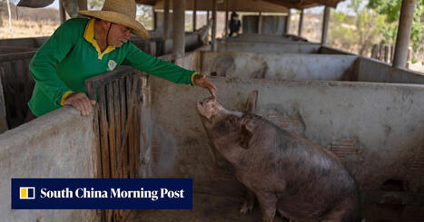 BRAZIL: Family farming backbone embraces Chinese AI to reverse vital sector&rsquo;s decline | ASIES | Scoop.it