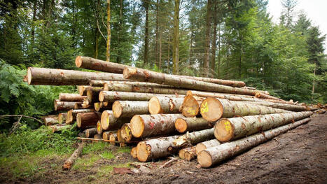 «Échec annoncé»: la modernisation du régime forestier vivement contestée par plusieurs groupes et syndicats | JDQ | Ils parlent de nous ! | Scoop.it