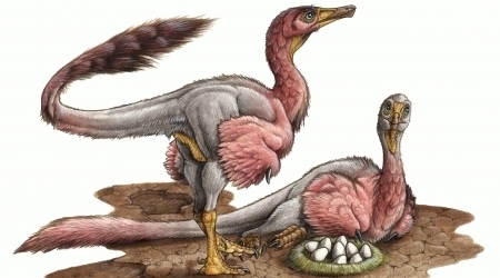 Eggs of enigmatic dinosaur discovered | Science News | Scoop.it