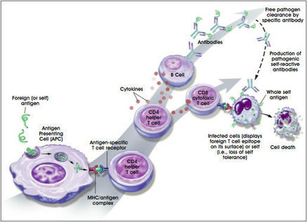 Autoimmune Diseases and the Promise of Stem Cell-Based | stemcells.nih.gov | AUTOIMMUNITY | Scoop.it